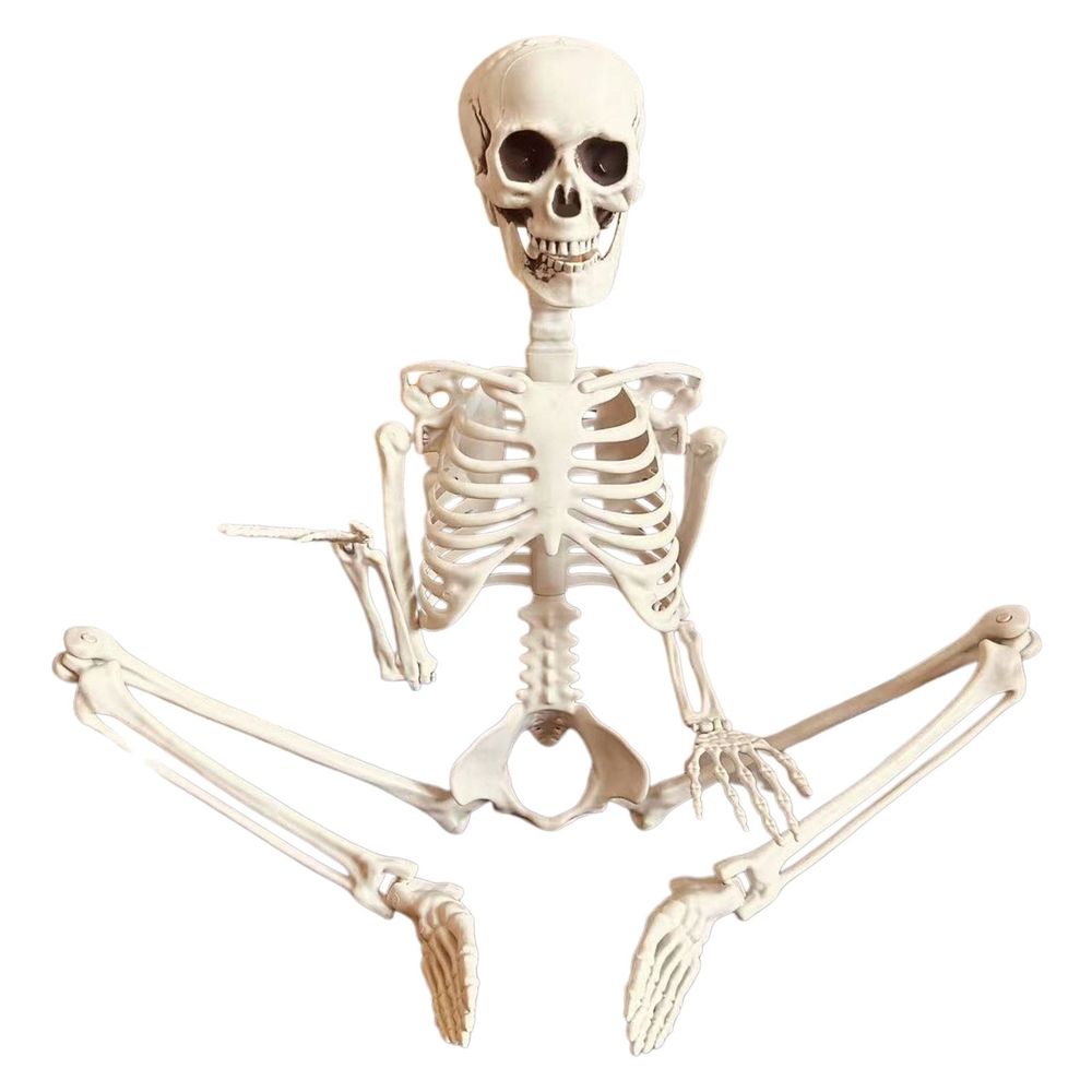 Life Size Posable Halloween Skeleton, 35 Inch Realistic Skeleton With Movable Joints, Spooky Decor For Indoor And Outdoor