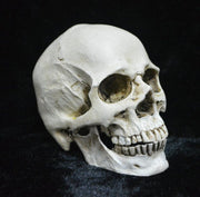 Life Size Replica Realistic Human Skull Head Bone Model, Anatomy White Resin Skull High Precision Teaching Tool Halloween Decor
