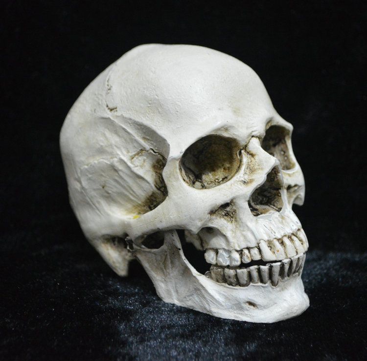 Skull
