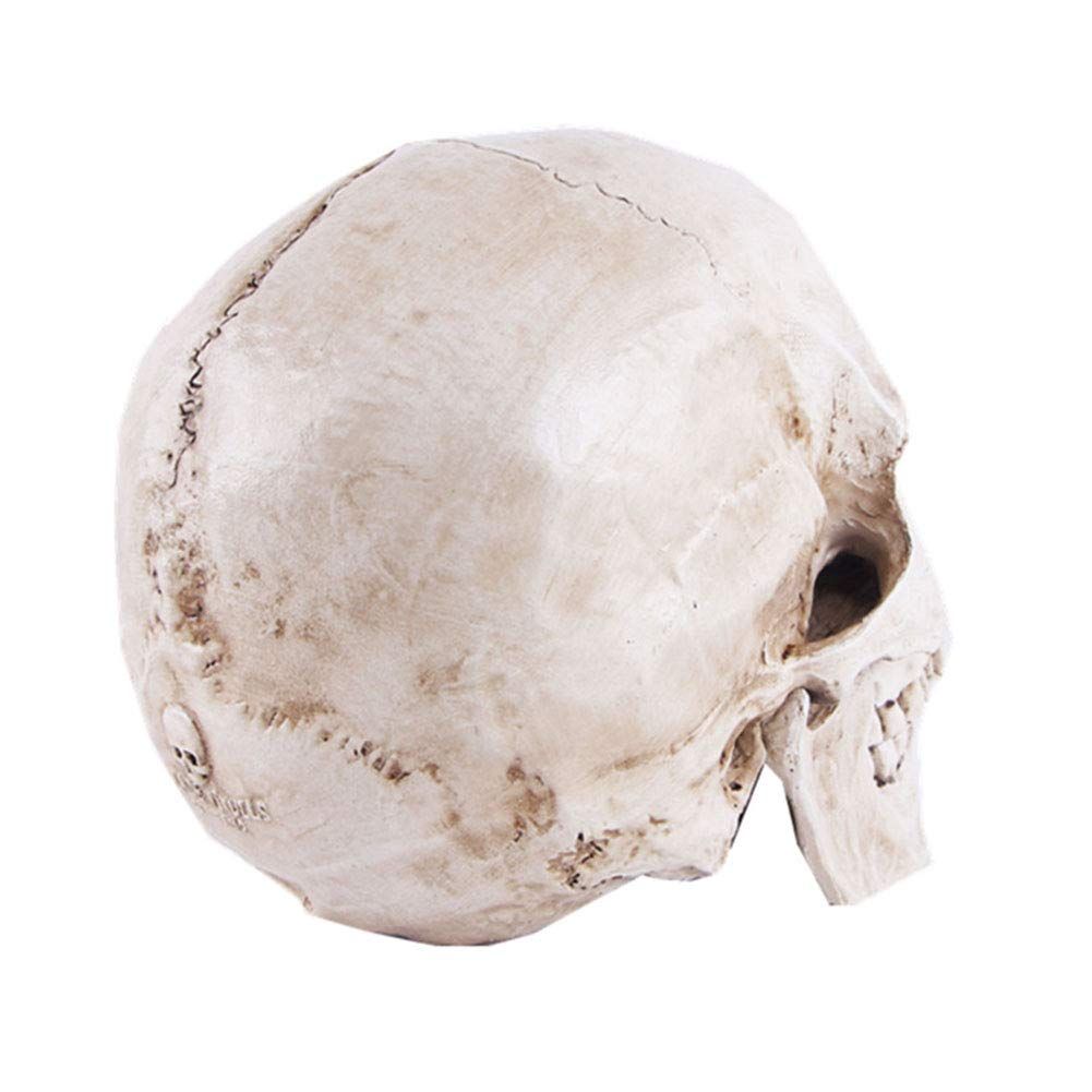 Life Size Replica Realistic Human Skull Head Bone Model, Anatomy White Resin Skull High Precision Teaching Tool Halloween Decor